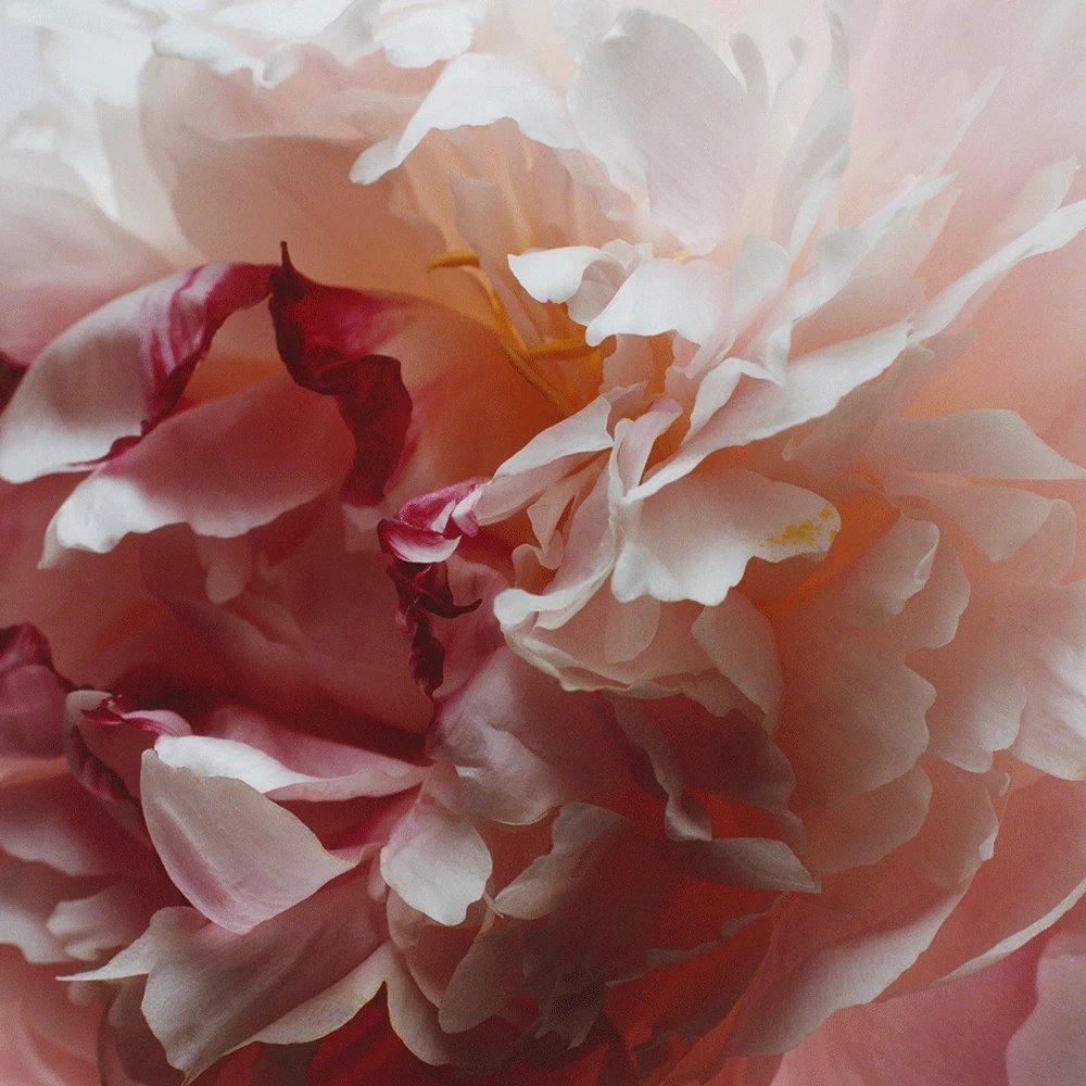 Jo Malone Peony & Blush Suede 100ml – Image 3